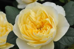 02jeannedarc_eye-300x200.jpg