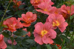 カルトナージュ　コーデュロイ　薔薇　ローズ カルトナージュ | 河本バラ園-KawamotoRoseGarden-