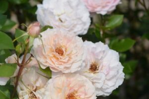 セ・ミニョン！ | 河本バラ園-KawamotoRoseGarden-