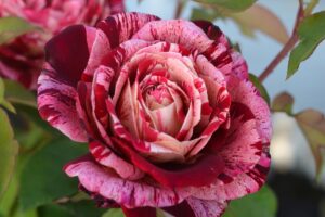 ブロドリー | 河本バラ園-KawamotoRoseGarden-