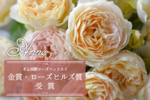 ローズ・ドゥ・メルスリー2024秋新品種発表 | 河本バラ園