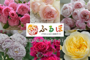 ローズ・ドゥ・メルスリー2024秋新品種発表 | 河本バラ園