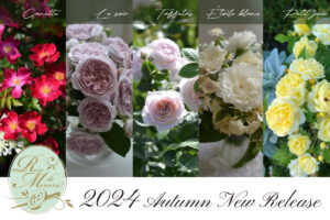 ローズ・ドゥ・メルスリーの最新カタログ | 河本バラ園