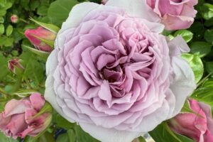 NEW/カフェ・モカ | 河本バラ園-KawamotoRoseGarden-