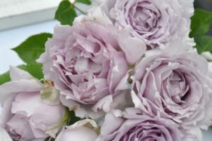 薔薇のお部屋専用 ルシファー | 河本バラ園-KawamotoRoseGarden-