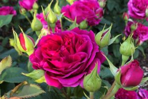カルトナージュ　コーデュロイ　薔薇　ローズ カルトナージュ | 河本バラ園-KawamotoRoseGarden-