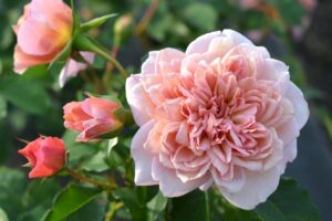 薔薇　バラ プリュネル | 河本バラ園-KawamotoRoseGarden-