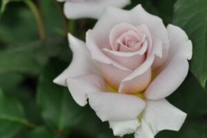 薔薇　3号 NEW/ グロッグ | 河本バラ園-KawamotoRoseGarden-