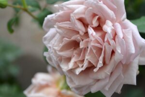 カルトナージュ　コーデュロイ　薔薇　ローズ カルトナージュ | 河本バラ園-KawamotoRoseGarden-
