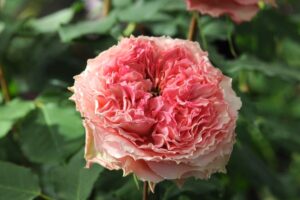 スティーレ・オットチェント | 河本バラ園-KawamotoRoseGarden-