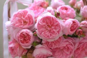 カルトナージュ　コーデュロイ　薔薇　ローズ カルトナージュ | 河本バラ園-KawamotoRoseGarden-