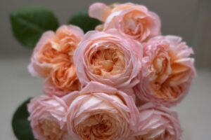 カルトナージュ　コーデュロイ　薔薇　ローズ バラ・カルトナージュ| 種・苗・ガーデニング用品の【タキイ