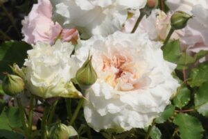 セ・ミニョン！ | 河本バラ園-KawamotoRoseGarden-