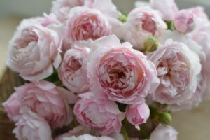 シュクレ | 河本バラ園-KawamotoRoseGarden-