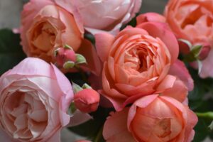 NEW/ タルト・アブリコ | 河本バラ園-KawamotoRoseGarden-