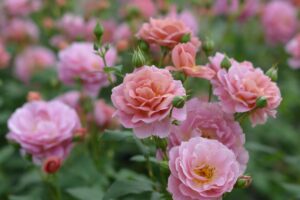 ジャンヌ・ダルク | 河本バラ園-KawamotoRoseGarden-