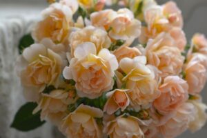 ジャンヌ・ダルク | 河本バラ園-KawamotoRoseGarden-