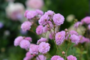 ジャンヌ・ダルク | 河本バラ園-KawamotoRoseGarden-