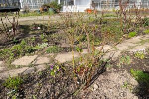 見学開始日の前倒しについて | 河本バラ園-KawamotoRoseGarden-